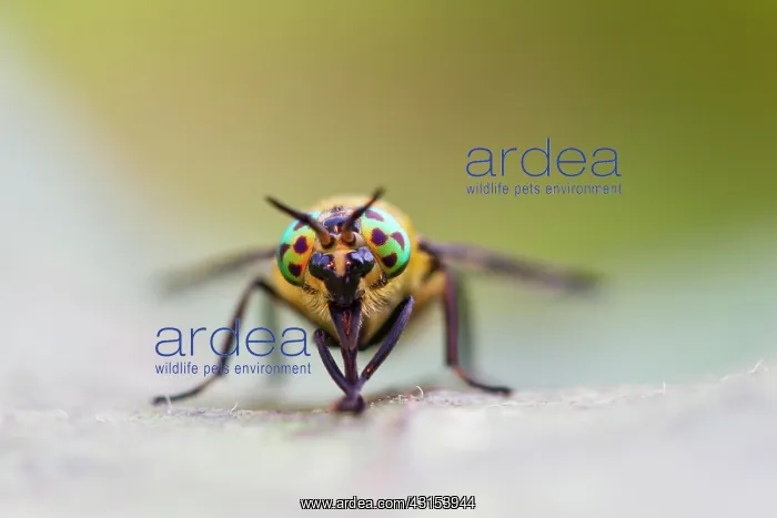 : Twin-lobed Deerfly : Twin-lobed Deerfly