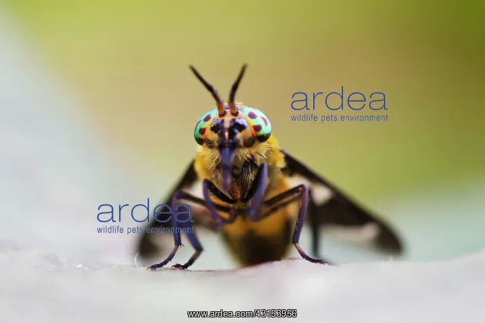 : Twin-lobed Deerfly : Twin-lobed Deerfly