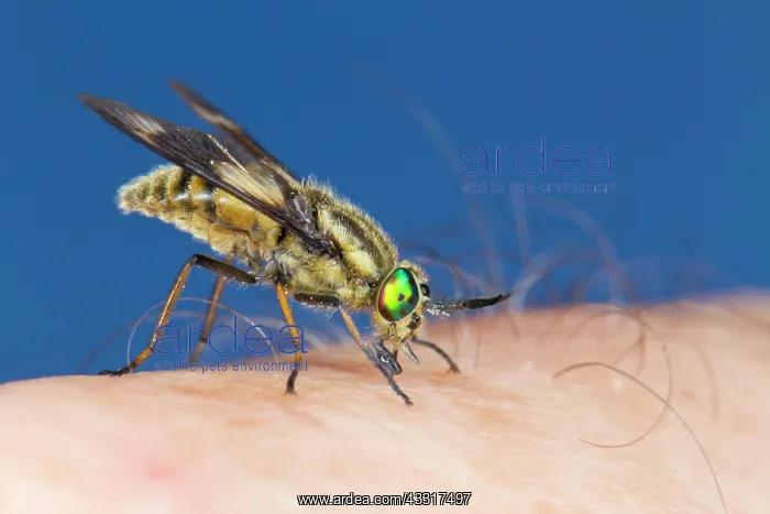 : Twin-lobed Deerfly (Chrysops relictus) feeding on : Twin-lobed Deerfly (Chrysops relictus) feeding on