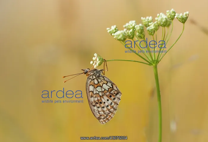  : Twin-spot fritillary