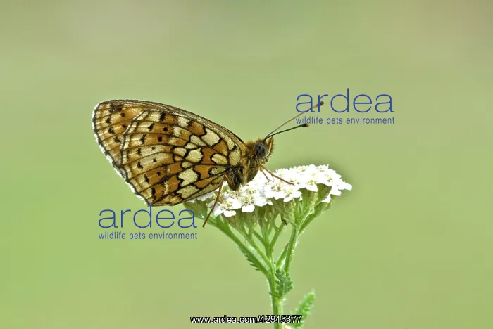 : Twin-spot fritillary - Underside, resting on umbellifer : Twin-spot fritillary - Underside, resting on umbellifer