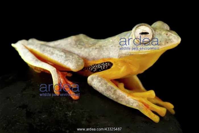  : Twin-spotted Flying Frog (Rhacophorus bipunctatu