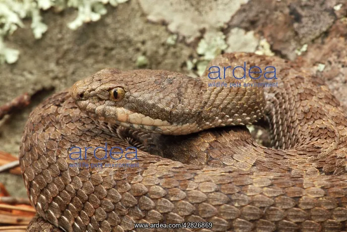 : Twin-spotted Rattlesnake : Twin-spotted Rattlesnake