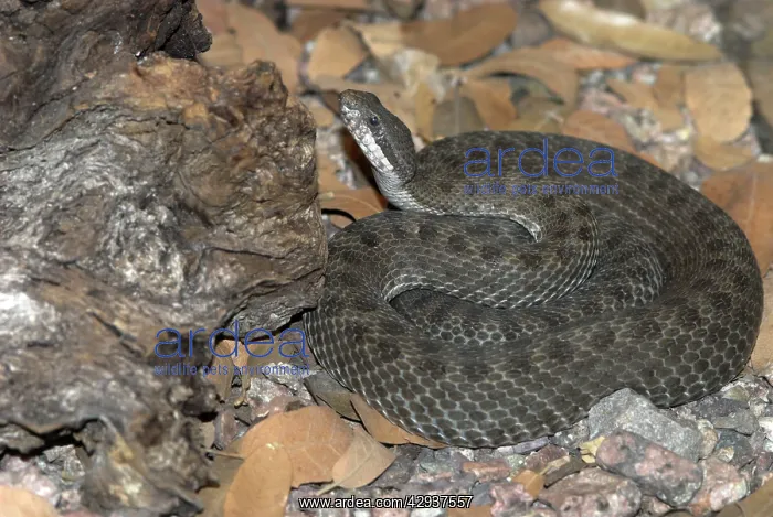 : Twin-spotted Rattlesnake : Twin-spotted Rattlesnake