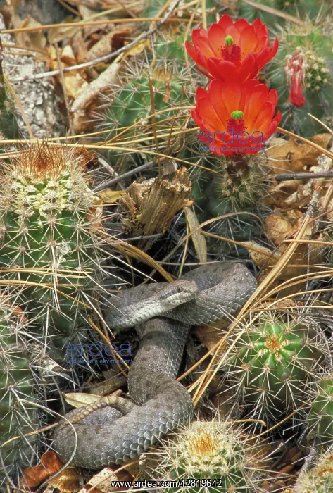 : Twin-spotted Rattlesnake - in cactus : Twin-spotted Rattlesnake - in cactus