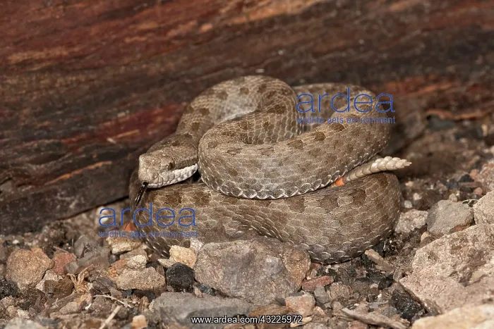 : Twin-spotted Rattlesnake, Crotalus pricei : Twin-spotted Rattlesnake, Crotalus pricei