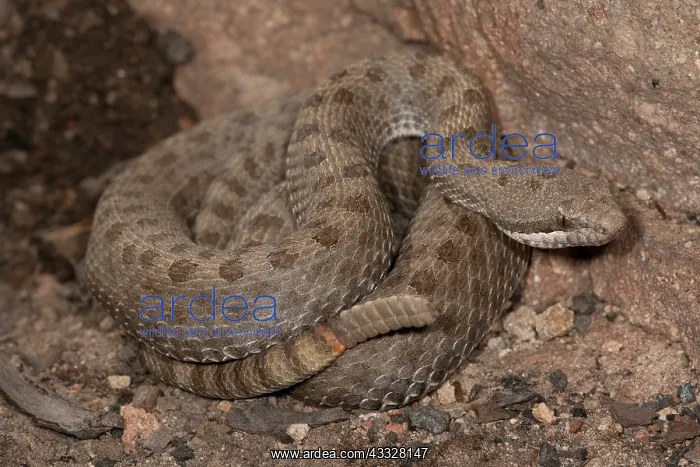 : Twin-spotted Rattlesnake, Crotalus pricei : Twin-spotted Rattlesnake, Crotalus pricei