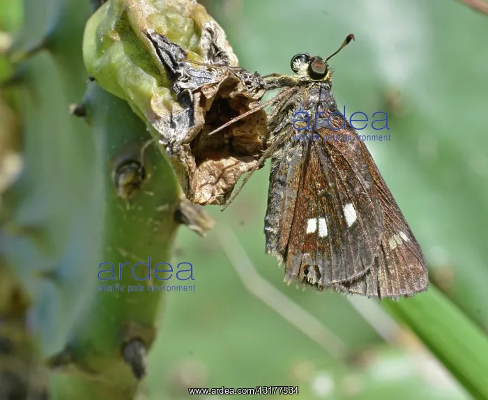 : Twin-spotted Skipper : Twin-spotted Skipper