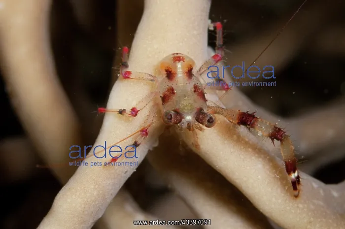 : Twin-spotted Squat Lobster : Twin-spotted Squat Lobster