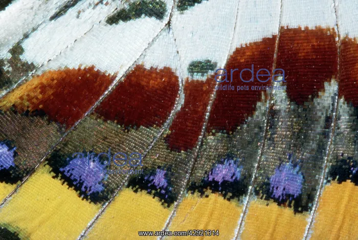 : Twin-tail Pasha Butterfly - close-up of scales : Twin-tail Pasha Butterfly - close-up of scales