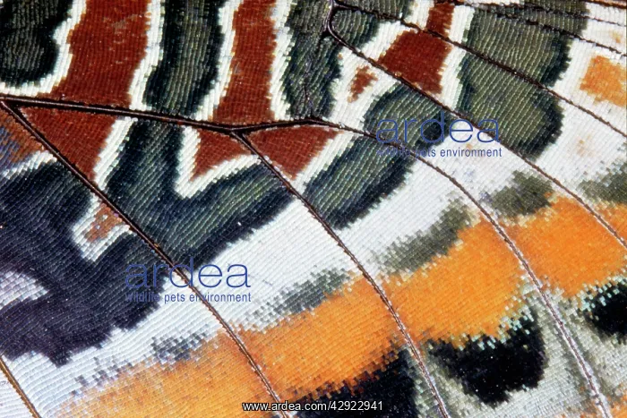: Twin-tail Pasha Butterfly - close-up of scales : Twin-tail Pasha Butterfly - close-up of scales