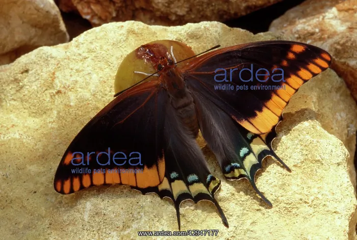 : Twin-tailed / Two-tailed Pasha / Foxy Charaxes : Twin-tailed / Two-tailed Pasha / Foxy Charaxes