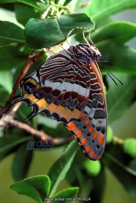: Twin-tailed / Two-tailed Pasha / Foxy Charaxes : Twin-tailed / Two-tailed Pasha / Foxy Charaxes