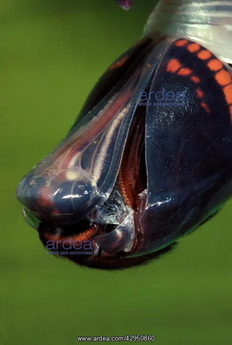 : Twin-tailed / Two-tailed Pasha / Foxy Charaxes : Twin-tailed / Two-tailed Pasha / Foxy Charaxes