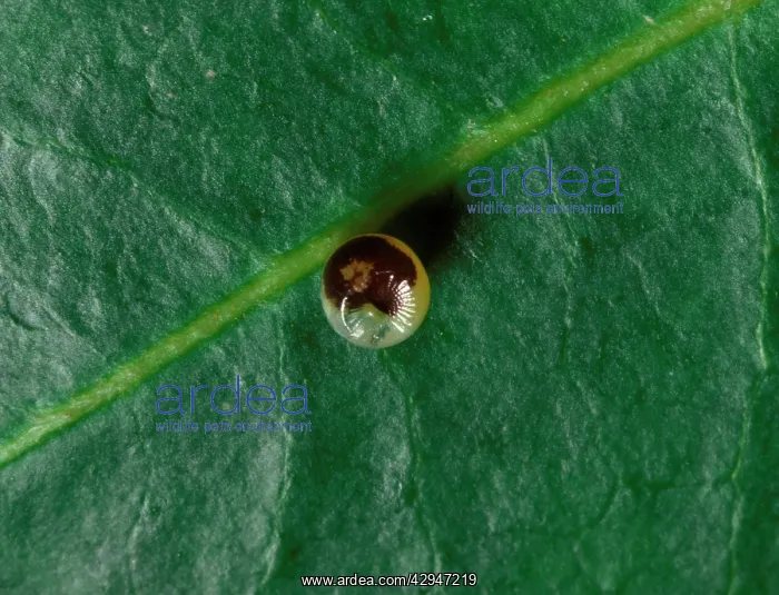 : Twin-tailed / Two-tailed Pasha / Foxy Charaxes - egg : Twin-tailed / Two-tailed Pasha / Foxy Charaxes - egg
