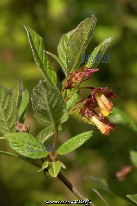: Twinberry Honeysucle (Lonicera involucrata) flowers : Twinberry Honeysucle (Lonicera involucrata) flowers