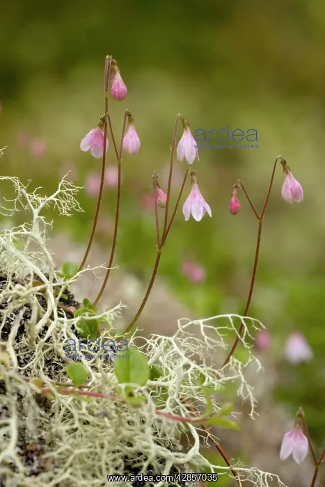 : Twinflower : Twinflower