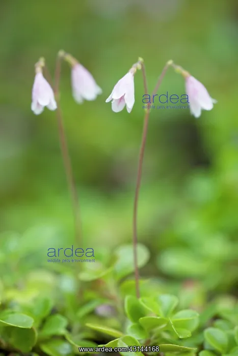 : Twinflower : Twinflower