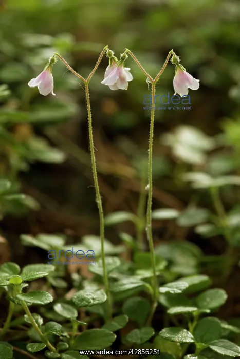 : Twinflower in flower : Twinflower in flower