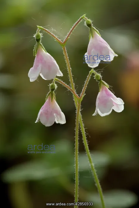 : Twinflower in flower : Twinflower in flower