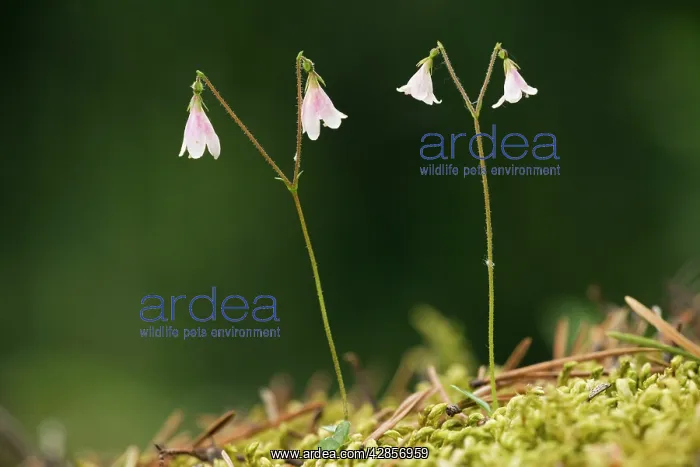 : Twinflower in flower : Twinflower in flower
