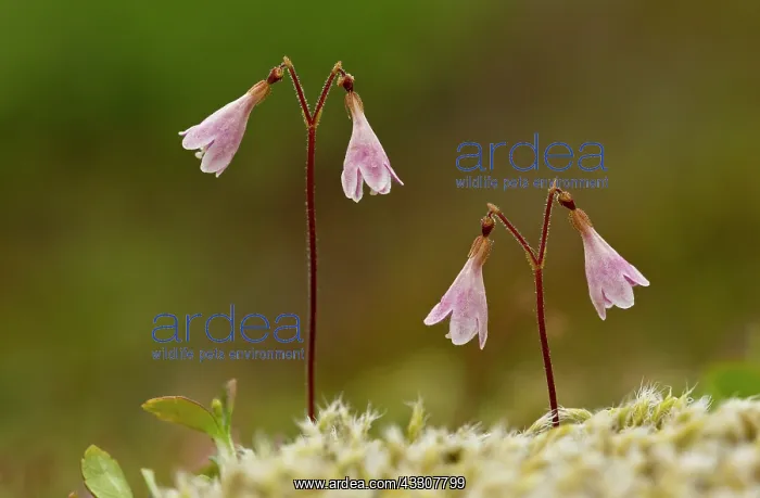 : Twinflower - in flower - Linnaeus favourite flower : Twinflower - in flower - Linnaeus favourite flower