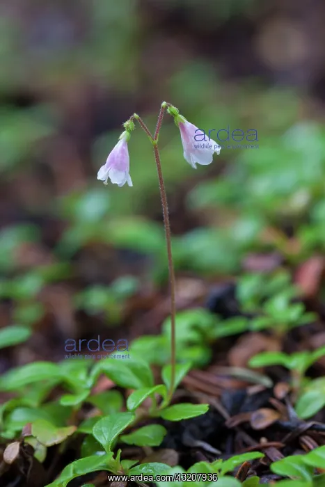: Twinflower - flowering : Twinflower - flowering