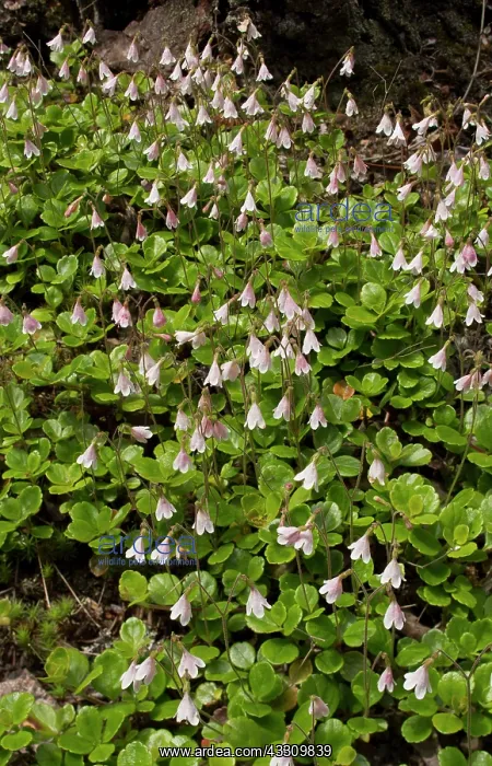 : Twinflower - growing in masses in coniferous woodland : Twinflower - growing in masses in coniferous woodland