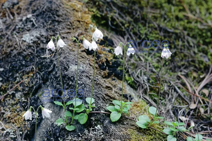 : TWINFLOWER / Twin Flower : TWINFLOWER / Twin Flower