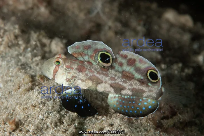 : Twinspot Goby : Twinspot Goby