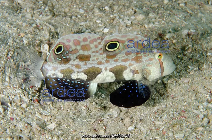 : Twinspot Goby : Twinspot Goby
