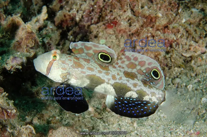 : Twinspot Goby : Twinspot Goby