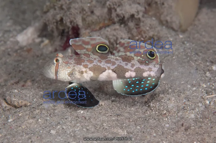: Twinspot Goby : Twinspot Goby