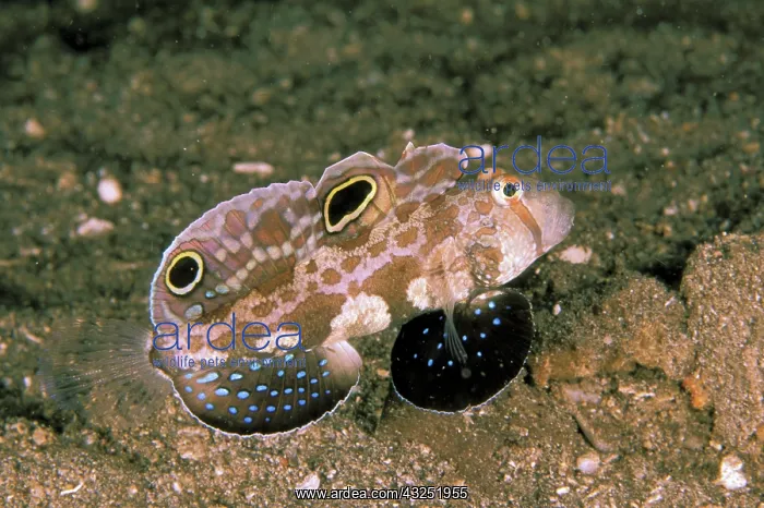 : Twinspot goby, or signigobius biocellatus : Twinspot goby, or signigobius biocellatus