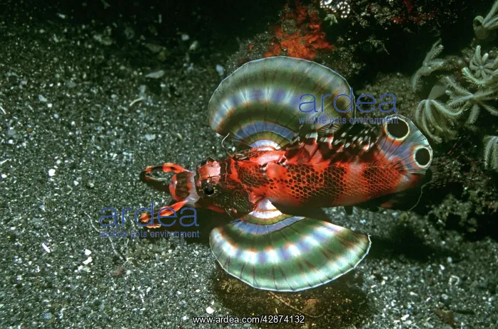 : Twinspot Lionfish : Twinspot Lionfish
