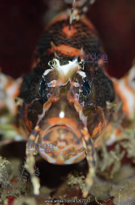 : Twinspot Lionfish : Twinspot Lionfish