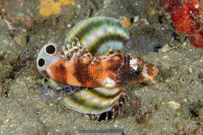 : Twinspot Lionfish : Twinspot Lionfish