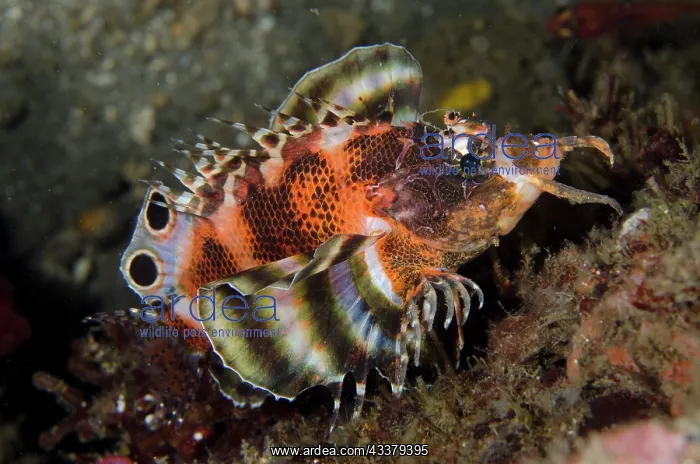 : Twinspot Lionfish : Twinspot Lionfish