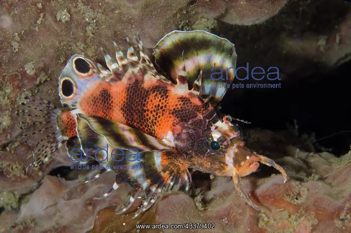 : Twinspot Lionfish : Twinspot Lionfish