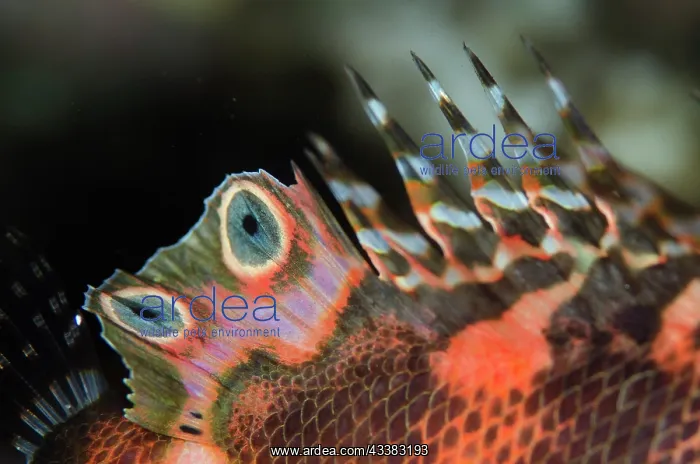 : Twinspot Lionfish fin : Twinspot Lionfish fin