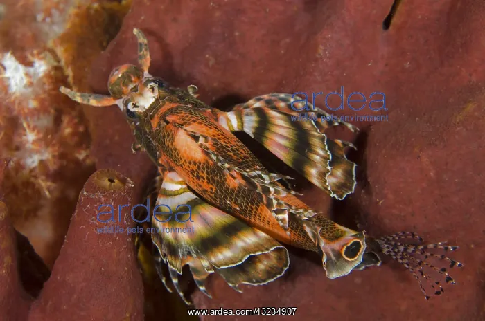 : Twinspot Lionfish - Liberty Wreck dive site, Tulamben : Twinspot Lionfish - Liberty Wreck dive site, Tulamben