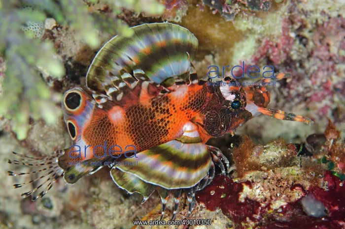 : Twinspot Lionfish on night dive IMAX dive site : Twinspot Lionfish on night dive IMAX dive site