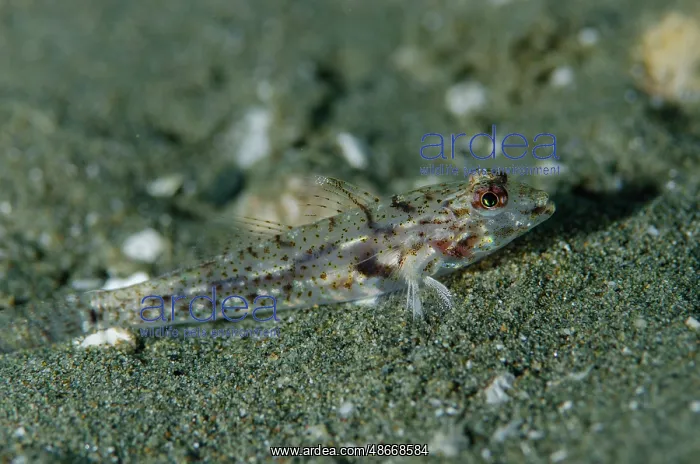  : Twinspot Sandgoby - Rhino City dive site, Ambon, Maluku