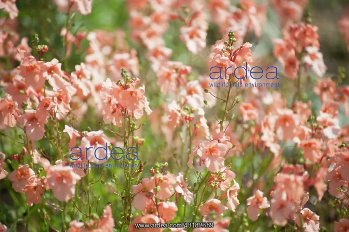 : Twinspur, Diascia barberae Apricot Queen, Top view : Twinspur, Diascia barberae Apricot Queen, Top view