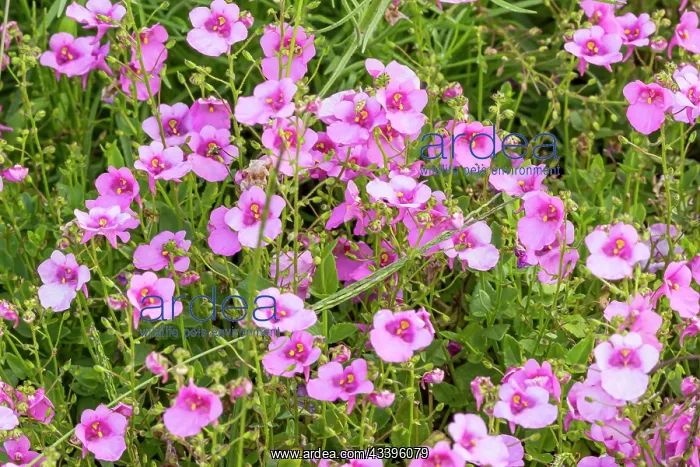 : Twinspur (Diascia barberae) Flying Color Trailing : Twinspur (Diascia barberae) Flying Color Trailing