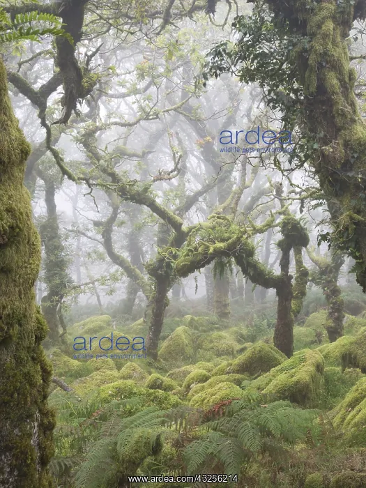 : Twisted very old Common Oak (Quercus robur) tre : Twisted very old Common Oak (Quercus robur) tre