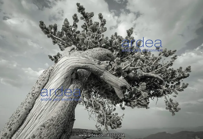 : The twisting branches of the ancient bristlecone : The twisting branches of the ancient bristlecone