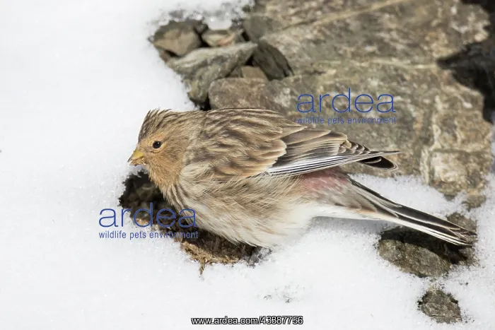 : TWITE : TWITE