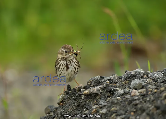 : Twite adult female perched on stones with insects in beak : Twite adult female perched on stones with insects in beak