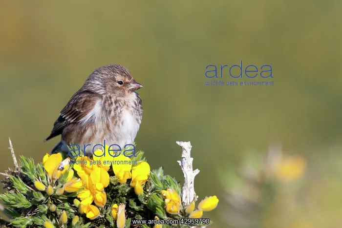 : Twite - adult perching on gorse : Twite - adult perching on gorse
